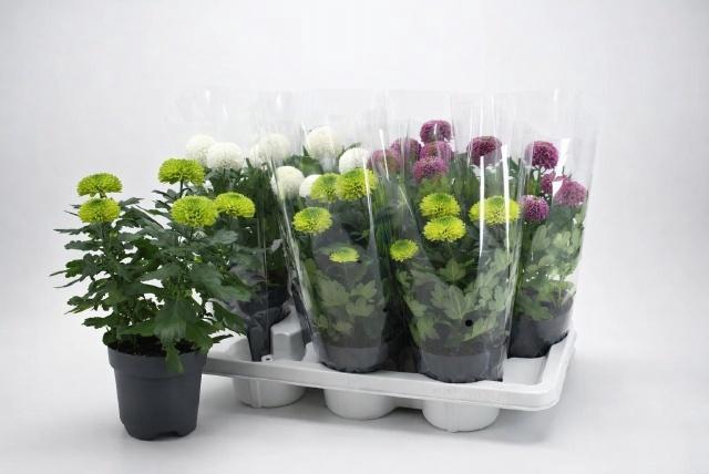 <h4>CHRYS FP GEM</h4>