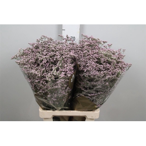 Limonium Safora Oshi Pink | Heavy Quality