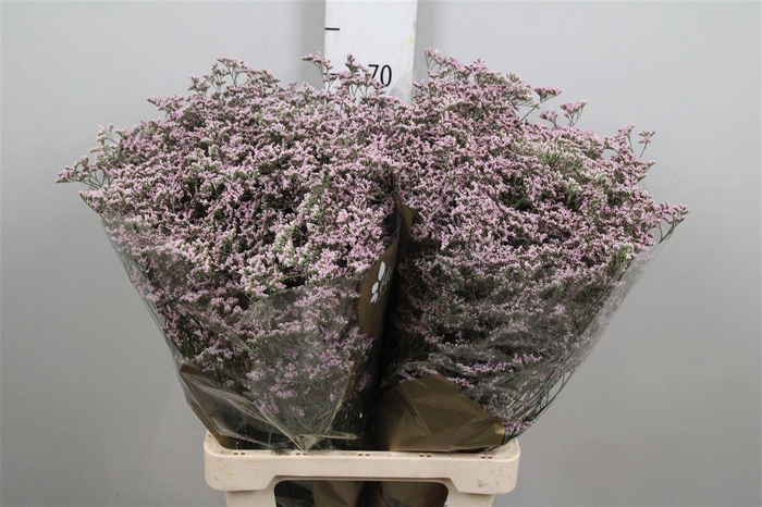 <h4>Limonium Safora Oshi Pink | Heavy Quality</h4>