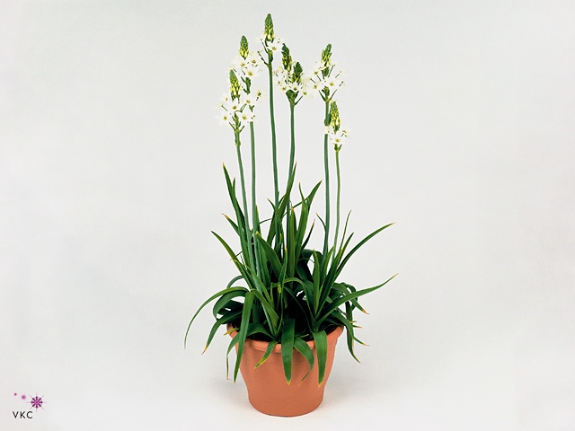 ORNITHOGALUM THYRSOI