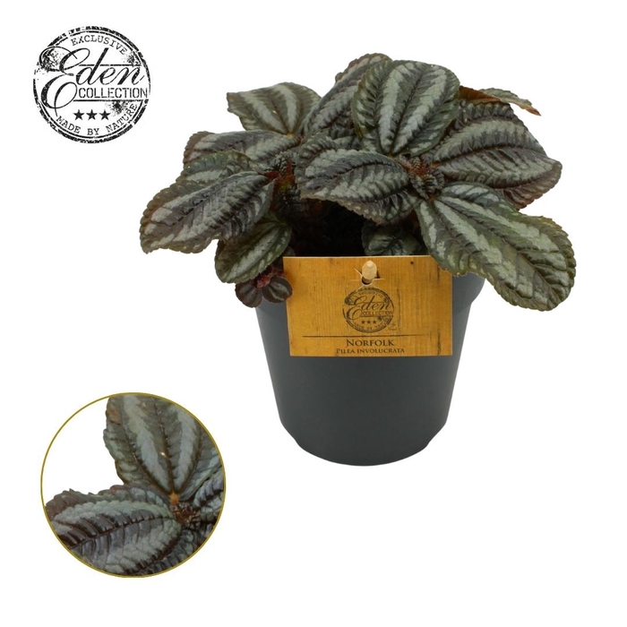 <h4>Pilea Norfolk, 12cm</h4>