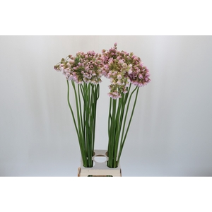 Allium Rosy Bells