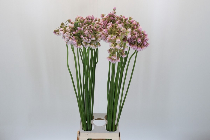 <h4>Allium Rosy Bells</h4>