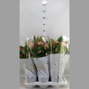 Anthurium andr. 'FC Festivo Lux'