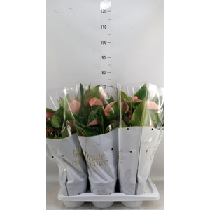 Anthurium andr. 'FC Festivo Lux'