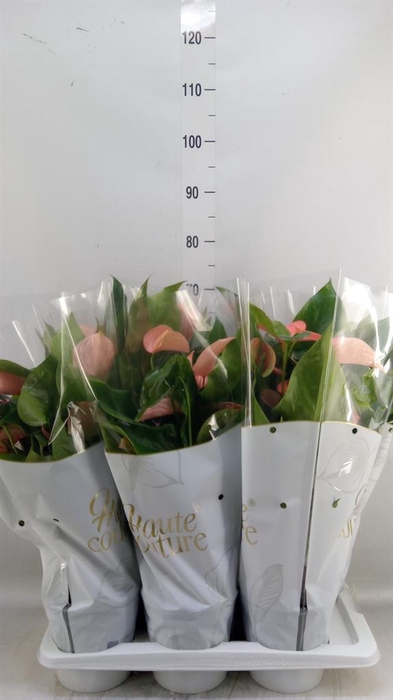 <h4>Anthurium andr. 'FC Festivo Lux'</h4>