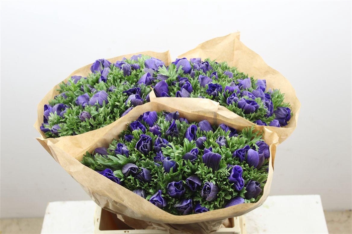 <h4>Anem Marianne Blue</h4>