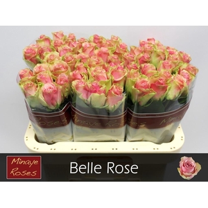 R Gr Belle Rose