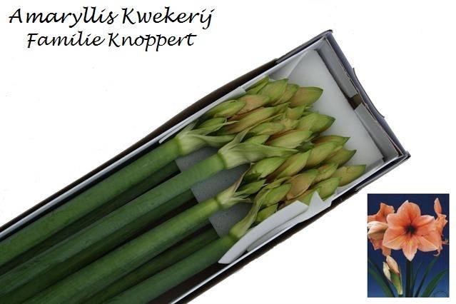 <h4>HIPP GA RILONA x12</h4>