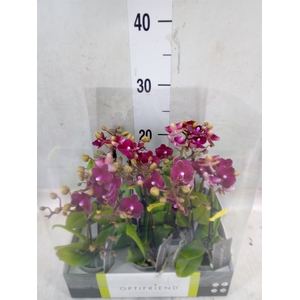 Phalaenopsis multi.   ...red