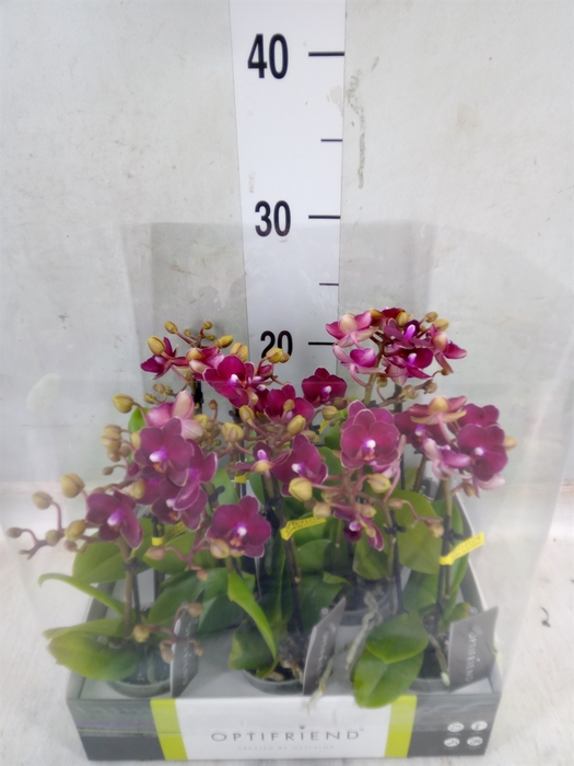 <h4>Phalaenopsis multi.   ...red</h4>