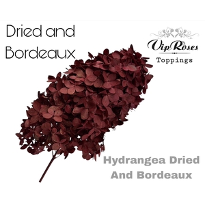 DRIED HYDRANGEA BORDEAUX