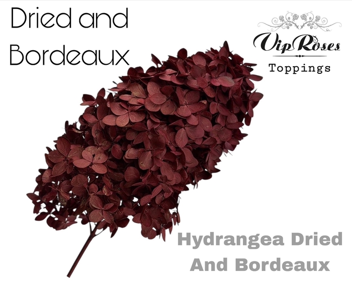 <h4>Dried Hydrangea Bordeaux</h4>