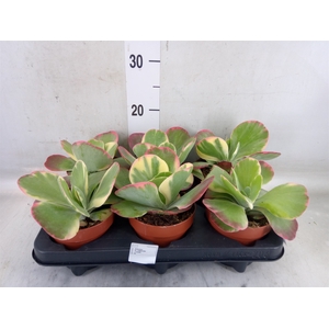 Kalanchoe NF thyrsiflora 'Red Lips'