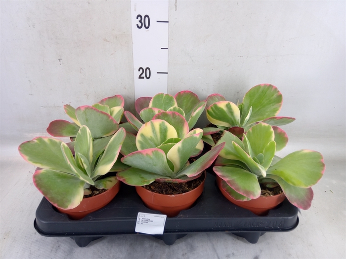 <h4>Kalanchoe NF thyrsiflora 'Red Lips'</h4>