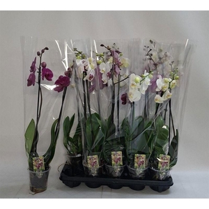 PHAL GEM