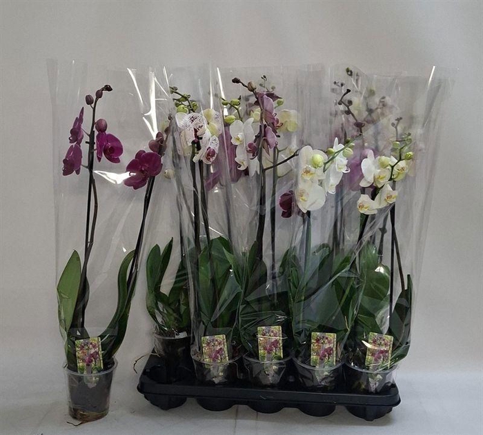 PHAL GEM