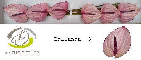 <h4>ANTH A BELLANCA 6</h4>