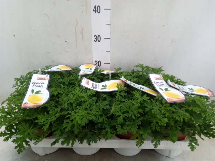 <h4>Pelargonium   ...mix smelling</h4>