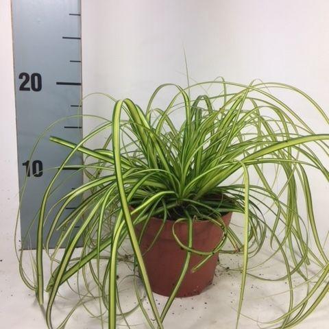 <h4>Carex 'Eversheen' p12</h4>