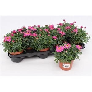 arr8 Arg La Rita Pink