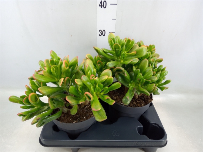 <h4>Crassula ovata 'Horn Tree'</h4>