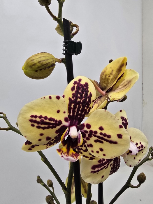 <h4>Limited 27 week 7</h4>