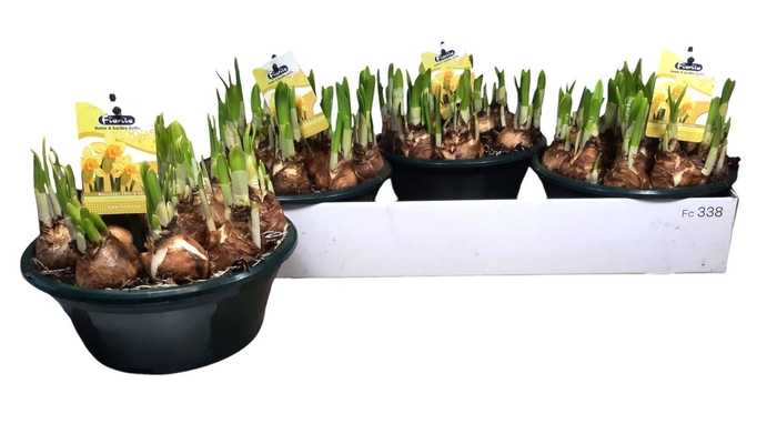 <h4>NARC O TETE A TETE</h4>