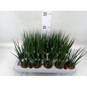 Sansevieria  'Fernwood'