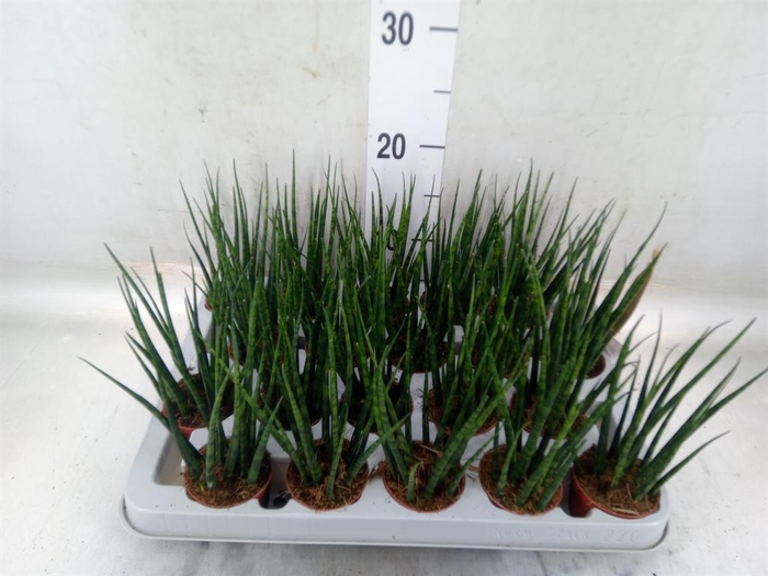 <h4>Sansevieria  'Fernwood'</h4>