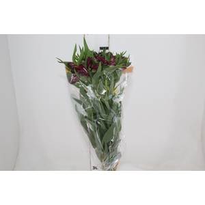 ALSTROEMERIA POMPEII 080 CM