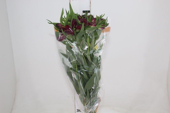 <h4>ALSTROEMERIA POMPEII 080 CM</h4>