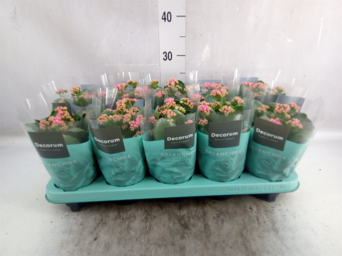 <h4>Kalanchoe blos. 'Serenity Pink'</h4>