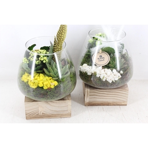 arr2 PL - Glas konisch hout - geel/wit