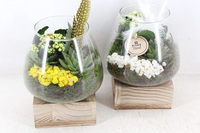 <h4>arr2 PL - Glas konisch hout - geel/wit</h4>