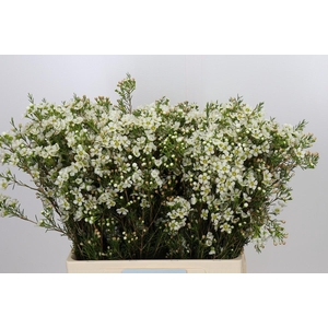 Chamelaucium Ivory Pearl