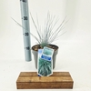 Festuca glauca