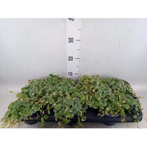 Glechoma hederacea 'Variegata'