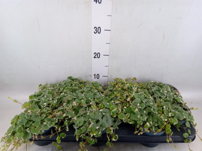 <h4>Glechoma hederacea 'Variegata'</h4>