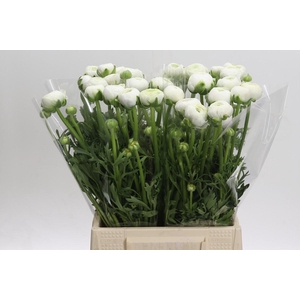 Ranunculus Aazur White