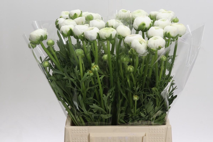 <h4>Ranunculus Aazur White</h4>