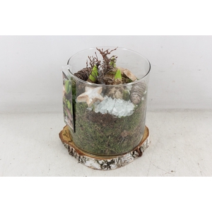 arr4 Hyacint MB - Cilin. op schijf 285/6