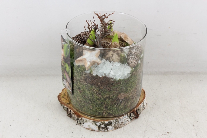 <h4>arr4 Hyacint MB - Cilin. op schijf 285/6</h4>