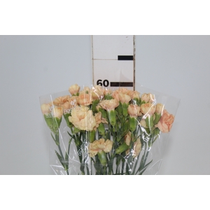 CRAVO SPRAY THAR 060 CM
