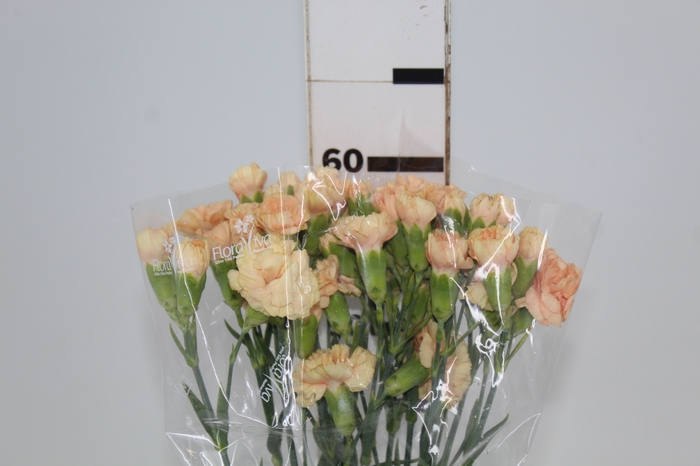 <h4>CRAVO SPRAY THAR 060 CM</h4>