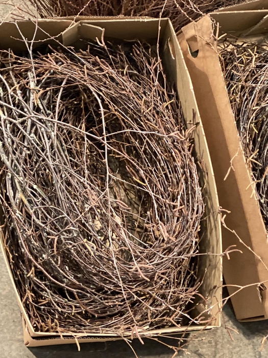 <h4>Betula (Hængebirk)</h4>