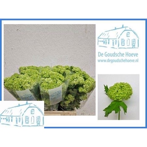 Viburnum Roseum St 60cm 4+