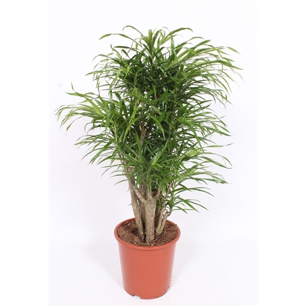 <h4>Dracaena Anita</h4>