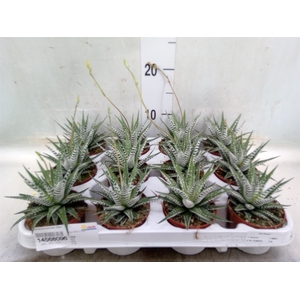 Haworthia fasciala 'Alba'