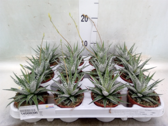 <h4>Haworthia fasciala 'Alba'</h4>